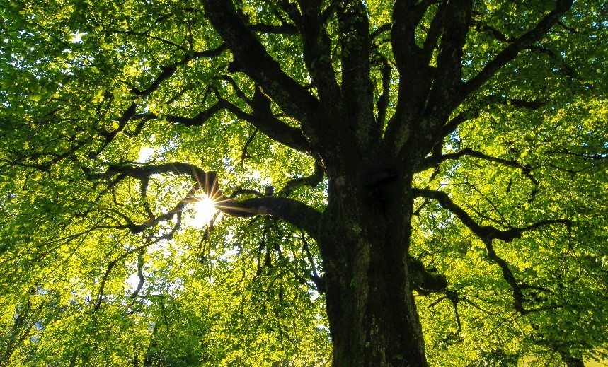 tree.jpg tree.jpg